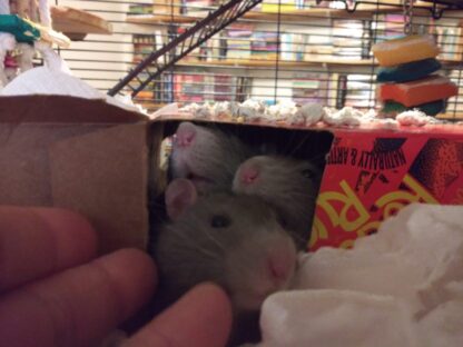 Beemster, Cremet, and Ambert in a Faygo Rock & Rye box.