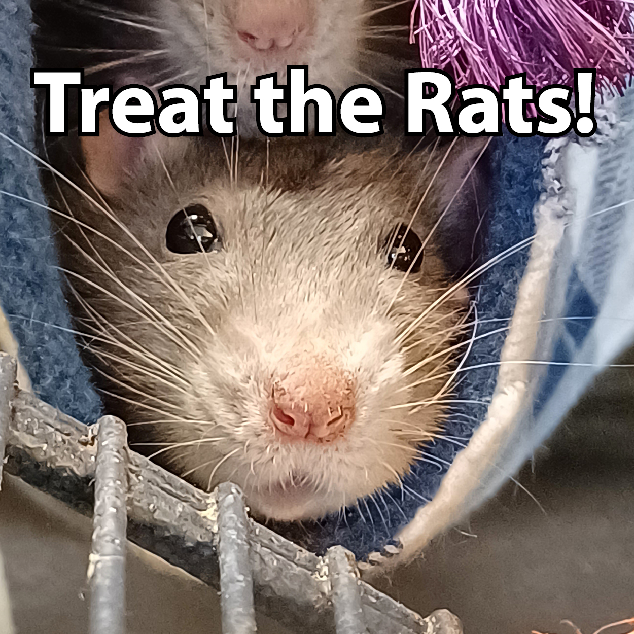 Treat the Rats!